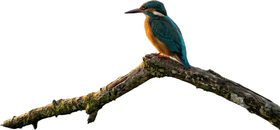A kingfisher perched on a branch beside the lake